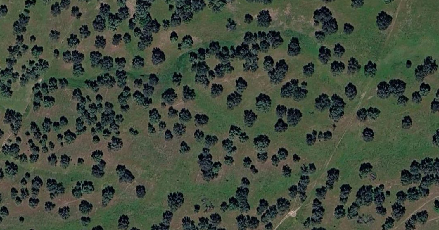 Imagen aérea de árboles dispersos (RGB)